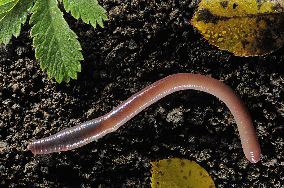 Nhờ khả năng cải tạo đất và phân hủy chất hữu cơ, giun đất được sử dụng rộng rãi trong nông nghiệp hữu cơ. Chúng giúp giảm thiểu việc sử dụng phân bón hóa học và thuốc trừ sâu, góp phần bảo vệ môi trường.(Ảnh: Science)