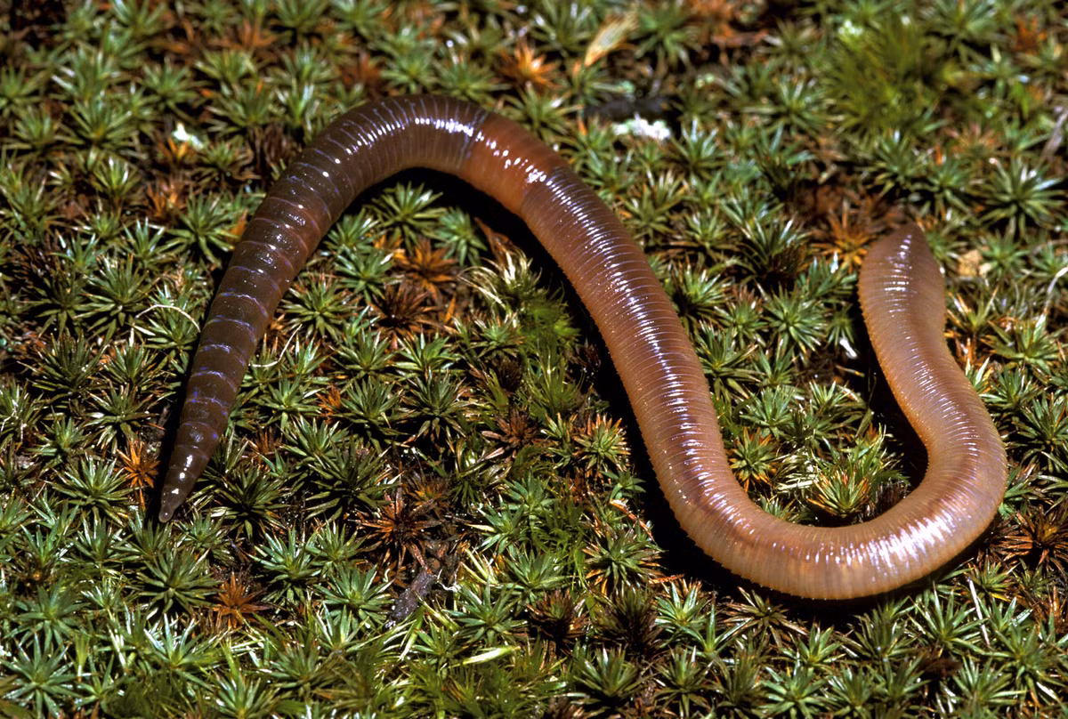 Đặc biệt, giun đất có khả năng tái tạo phần cơ thể bị mất nếu phần đầu còn nguyên vẹn.(Ảnh: Countryfile)