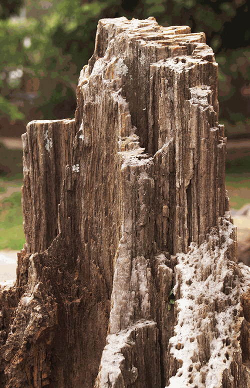 Gỗ hóa ngọc, hay còn gọi là gỗ hóa thạch, là một hiện tượng tự nhiên kỳ diệu, nơi những thân cây cổ thụ bị chôn vùi dưới lòng đất hàng triệu năm và dần dần biến thành đá quý. Quá trình này xảy ra khi các khoáng chất như silica, canxi cacbonat, và sắt sunfua thẩm thấu vào các tế bào gỗ, thay thế hoàn toàn cấu trúc hữu cơ ban đầu nhưng vẫn giữ nguyên hình dạng và vân gỗ.(Ảnh: Gỗ đỉnh)