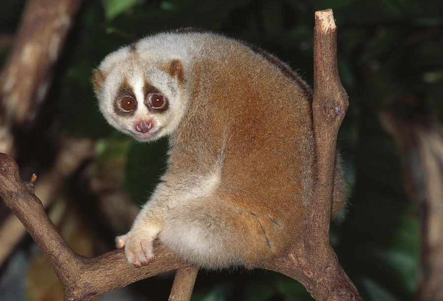 Cu li có thân hình nhỏ nhắn, lông mềm mại màu hung nâu xen kẽ ít lông trắng bạc. Đặc điểm nhận dạng nổi bật của chúng là vết trắng dọc sống mũi và vết hoe đỏ thẫm dọc sống lưng. Một con cu li trưởng thành chỉ dài từ 19 đến 23 cm và nặng từ 377 đến 450 gram.(Ảnh: Pixels)