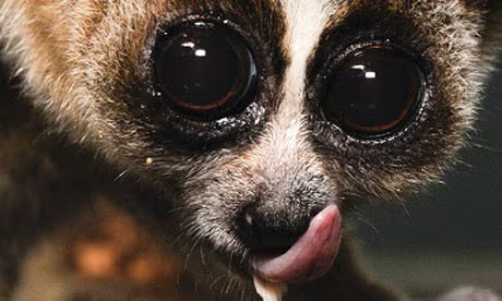 Là loài động vật ăn đêm, cu li chủ yếu hoạt động kiếm ăn vào ban đêm. (Ảnh: The Guardian)