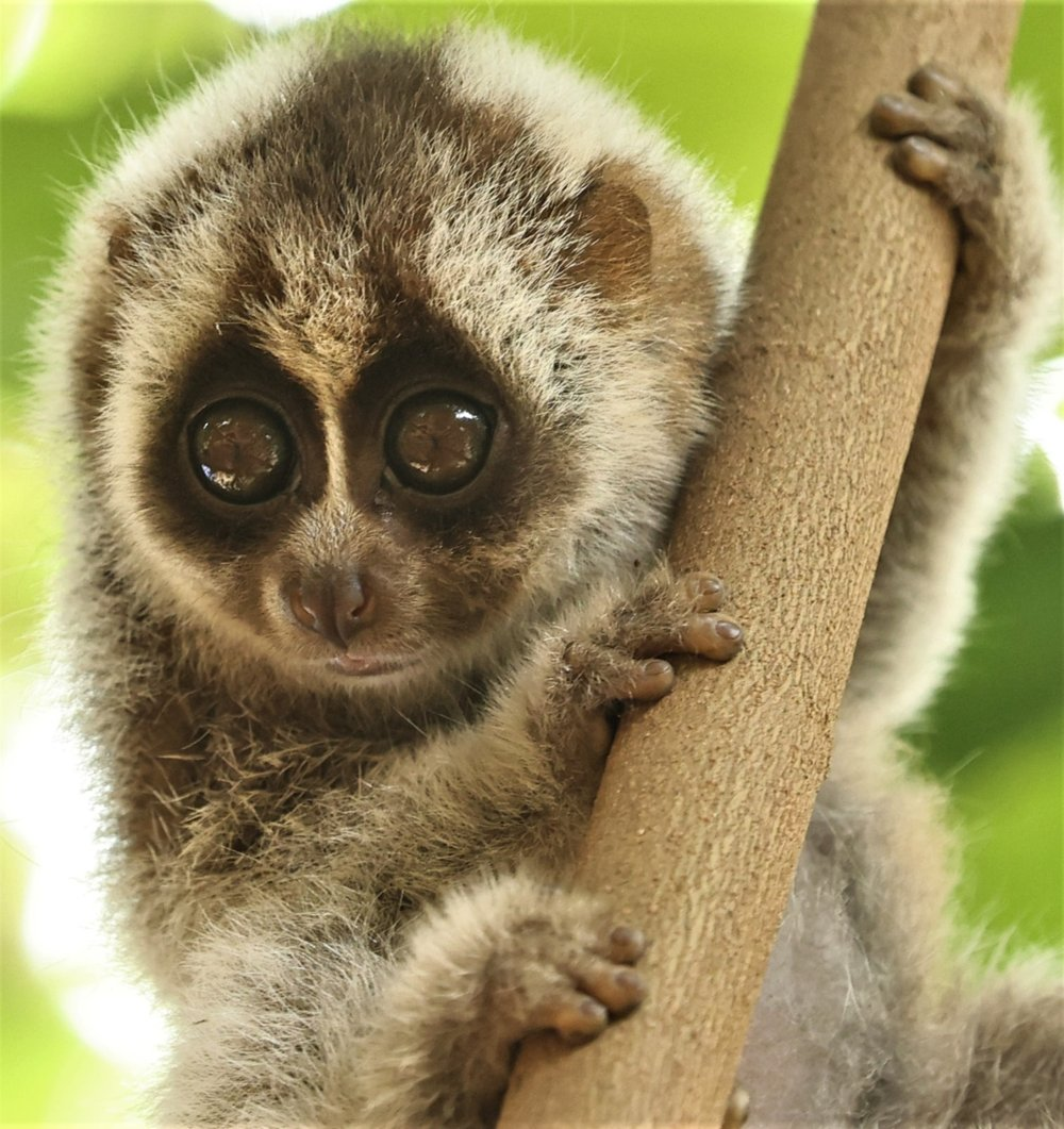 Cu li đóng vai trò quan trọng trong việc duy trì sự cân bằng sinh thái của rừng. Chúng giúp kiểm soát số lượng côn trùng và góp phần vào việc phát tán hạt giống cây trồng. Sự hiện diện của cu li là dấu hiệu của một hệ sinh thái rừng khỏe mạnh và đa dạng.(Ảnh: Coke Smith Wildlife)