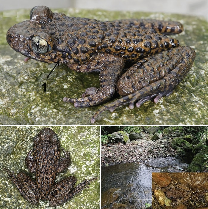 Nhóm nghiên cứu đến từ tổ chức Indo-Myanmar Conservation, dẫn đầu bởi một nhà khoa học Việt Nam, đã tiến hành chuyến thám hiểm và phát hiện loài cóc này. (Ảnh: Species New to Science)