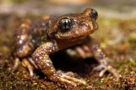 Việc phát hiện loài cóc răng mới này là một lời nhắc nhở về sự phong phú và đa dạng của hệ sinh thái Việt Nam, đồng thời kêu gọi sự chú ý và nỗ lực bảo vệ các loài động vật hoang dã, đặc biệt là những loài mà chúng ta còn chưa biết đến. Đây cũng là một minh chứng cho tầm quan trọng của việc bảo vệ môi trường sống tự nhiên để duy trì và phát triển đa dạng sinh học.(Ảnh: University of California, Berkeley)