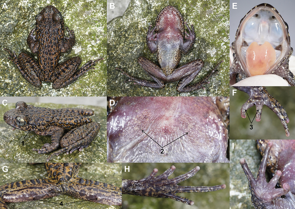 Họ đã dành nhiều thời gian quan sát và ghi nhận các đặc điểm sinh học của loài, từ đó xác định đây là một loài mới chưa từng được biết đến trước đây.(Ảnh: ZooKeys)