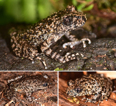 Chúng có nhiều đặc điểm tương đồng với loài cóc răng Sterling (Oreolalax sterlingae), nhưng cũng có những nét riêng biệt như các đốm đen trên thân, nếp da gấp sau mắt và bụng, cùng với mống mắt hai tông màu.(Ảnh: Species New to Science)