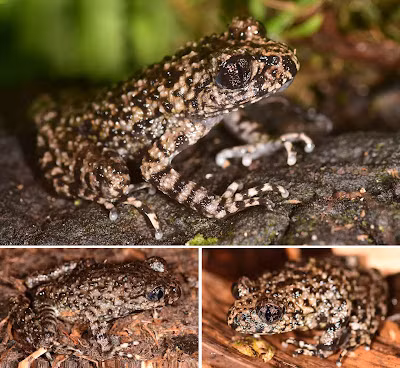 Chúng có nhiều đặc điểm tương đồng với loài cóc răng Sterling (Oreolalax sterlingae), nhưng cũng có những nét riêng biệt như các đốm đen trên thân, nếp da gấp sau mắt và bụng, cùng với mống mắt hai tông màu.(Ảnh: Species New to Science)