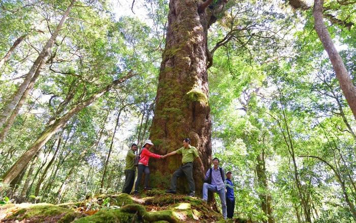 Loài cây này thường mọc ở độ cao từ 1.400-1.900m, trong các khu rừng hỗn giao giữa cây lá rộng và lá kim.(Ảnh: Dân Việt)