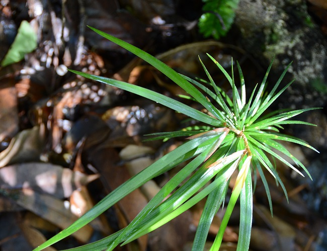Thông 2 lá dẹt là cây gỗ lớn, có thể cao tới 30-35m và đường kính thân lên đến 1m, thậm chí có thể vượt quá 2m trong một số trường hợp. Thân cây thẳng, vỏ màu nâu xám và bong ra thành từng mảng. Lá của loài thông này có hình dạng đặc biệt, dẹt và nhọn ở đầu, dài từ 7-12cm, rộng 0,2-0,4cm. Nón thông đơn tính, với nón đực hình trụ và nón cái hình trứng, thường hướng xuống dưới.(Ảnh:Công an Nhân dân)