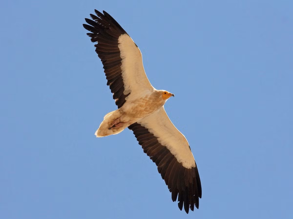 Mặc dù là loài chim săn mồi và ăn xác thối tuyệt đẹp, kền kền Ai Cập đang phải đối mặt với nguy cơ tuyệt chủng. Do hoạt động săn bắn, mất môi trường sống và biến đổi khí hậu, số lượng kền kền Ai Cập hiện chỉ còn phân bố rải rác từ bán đảo Iberia, Bắc Phi đến Ấn Độ. (Ảnh: eBird)