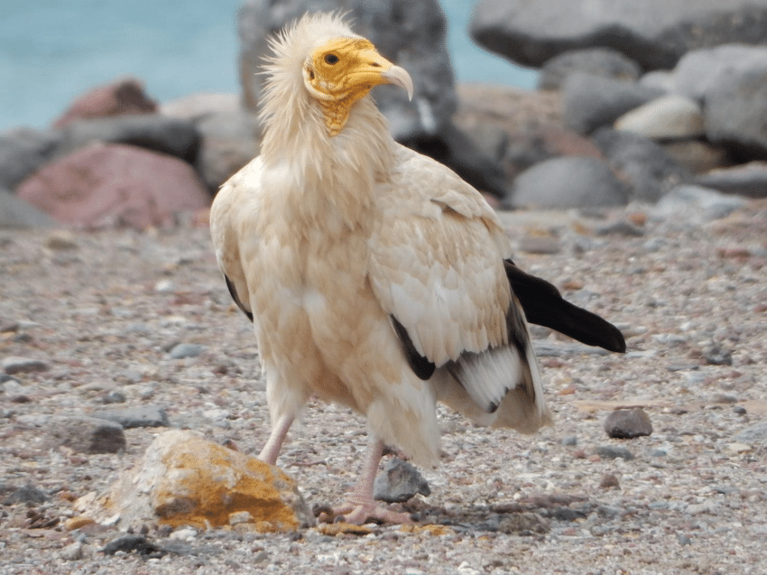 Will Wagstaff, chuyên gia động vật hoang dã người Anh, cùng nhóm bạn của ông đã tình cờ bắt gặp con kền kền Ai Cập khi đang dạo chơi trong rừng trên đảo St Mary. Sự hiện diện của loài chim này sau hơn một thế kỷ biến mất là một sự kiện hiếm có và đáng kinh ngạc. Các nhà khoa học cho rằng con kền kền này có thể đã bay đến Anh từ miền bắc nước Pháp, tuy nhiên, lý do cụ thể cho chuyến di cư này vẫn là một bí ẩn. (Ảnh: ResearchGate)