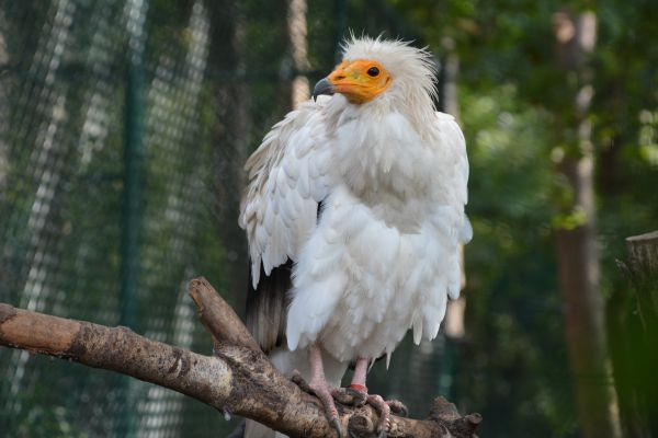 Kền kền Ai Cập có thói quen ăn xác thối, giúp làm sạch môi trường và ngăn chặn sự lây lan của các bệnh dịch. Ngoài ra, chúng còn biết sử dụng công cụ để đập vỡ trứng làm thức ăn, thể hiện sự thông minh và khả năng thích nghi đáng kinh ngạc. (Ảnh: Featherbase)