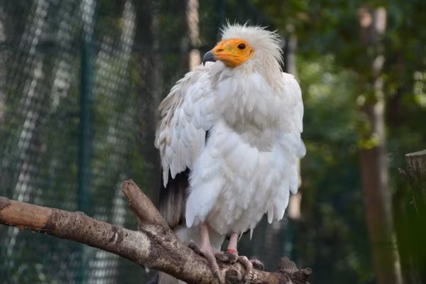 Kền kền Ai Cập có thói quen ăn xác thối, giúp làm sạch môi trường và ngăn chặn sự lây lan của các bệnh dịch. Ngoài ra, chúng còn biết sử dụng công cụ để đập vỡ trứng làm thức ăn, thể hiện sự thông minh và khả năng thích nghi đáng kinh ngạc. (Ảnh: Featherbase)