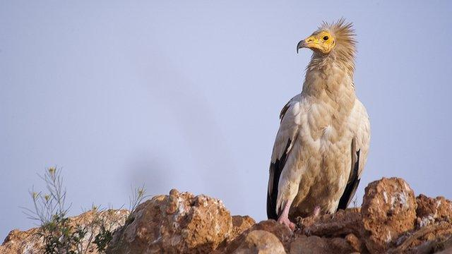 Sự xuất hiện đầy bất ngờ của kền kền Ai Cập trên hòn đảo St Mary thuộc quần đảo Scilly, Anh, đã gây chấn động giới khoa học. Đây là lần đầu tiên loài chim này xuất hiện trở lại sau 155 năm, kể từ lần cuối cùng được ghi nhận tại Essex vào năm 1868. (Ảnh: BBC)