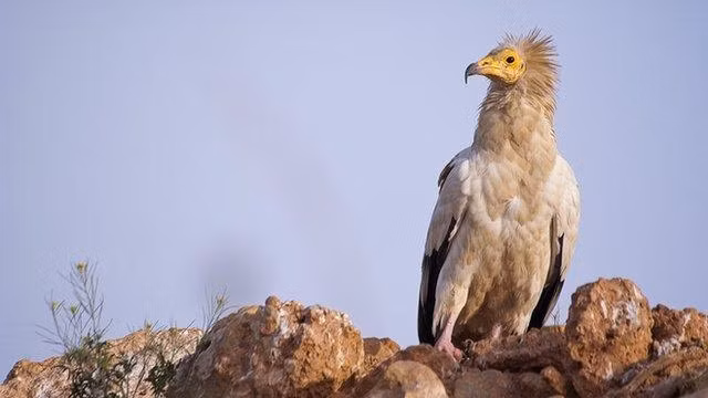 Sự xuất hiện đầy bất ngờ của kền kền Ai Cập trên hòn đảo St Mary thuộc quần đảo Scilly, Anh, đã gây chấn động giới khoa học. Đây là lần đầu tiên loài chim này xuất hiện trở lại sau 155 năm, kể từ lần cuối cùng được ghi nhận tại Essex vào năm 1868. (Ảnh: BBC)