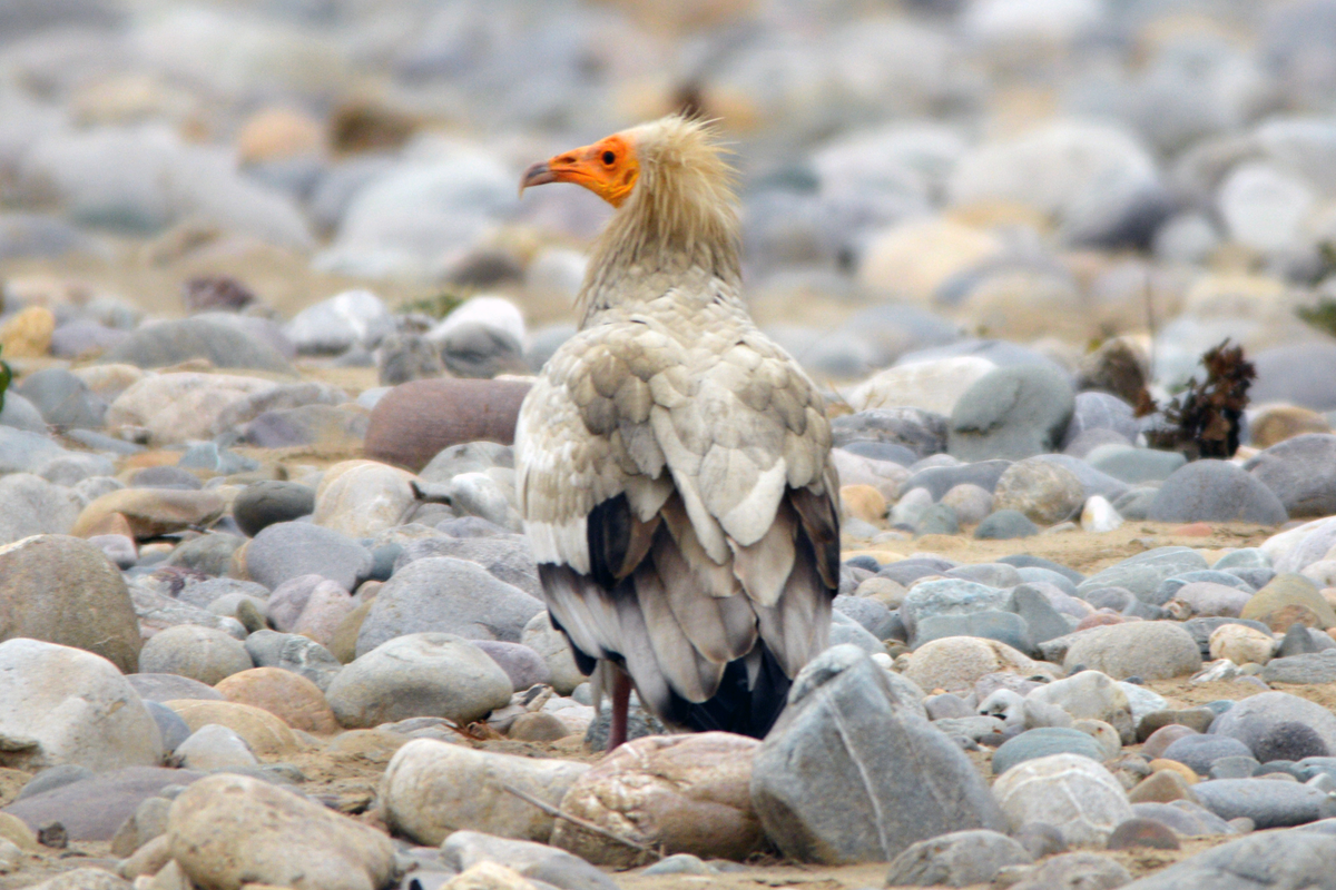 Sự trở lại của kền kền Ai Cập sau 155 năm là một dấu mốc quan trọng trong việc nghiên cứu và bảo vệ động vật hoang dã. Điều này nhắc nhở chúng ta về trách nhiệm bảo vệ môi trường sống tự nhiên và các loài động vật quý hiếm. Hy vọng rằng với nỗ lực của các nhà khoa học và cộng đồng, loài chim này sẽ tiếp tục tồn tại và phát triển. (Ảnh: Wikimedia Commons)