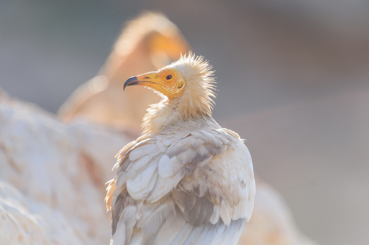 Chúng đã được liệt vào danh sách các loài động vật nguy cấp trong Sách đỏ của Liên minh Bảo tồn Thiên nhiên Quốc tế (IUCN). (Ảnh: Morten Ross)