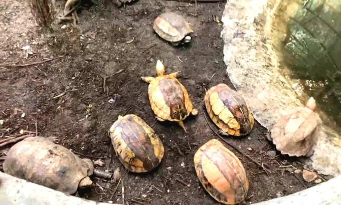 Cả hai con rùa đều khỏe mạnh, tổng trọng lượng 7kg. Sở đề xuất thả chúng về môi trường tự nhiên tại hồ Liệt Sơn, xã Ba Trang, huyện Ba Tơ, dưới sự giám sát của Hạt Kiểm lâm liên huyện Sơn Tịnh - TP Quảng Ngãi. (Ảnh: SGGP)