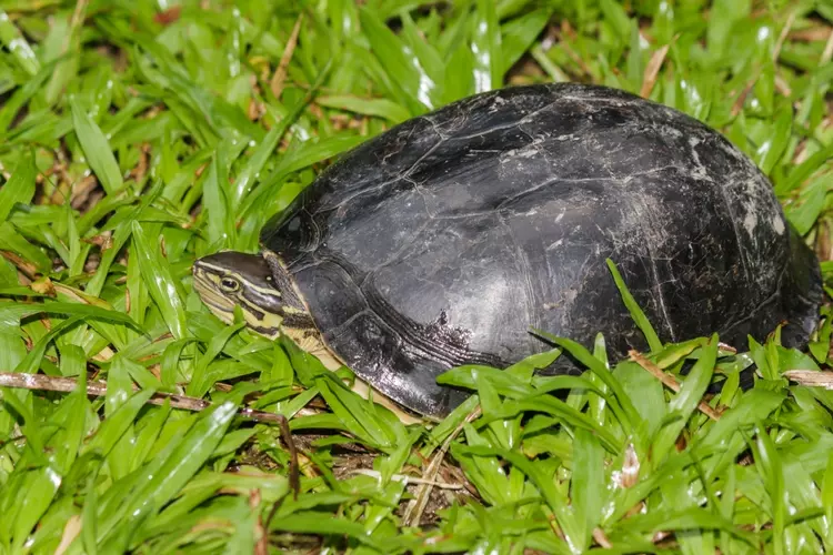 Mai rùa gồ cao, nhẵn, dài khoảng 20 cm, có màu xám đen. Yếm gồm hai mảnh cử động được, màu vàng. Mai hình vòm giống như cái mũ bảo hiểm có màu xám đậm đến đen. Yếm màu vàng và thường có những chấm đen trên từng tấm yếm cùng với tấm bản lề cho phép rùa có thể đóng kín cơ thể bên trong mai. Chúng có thể biến mình thành một chiếc hộp kín mít bằng cách rụt đầu, chân vào trong và "đậy nắp" lại.(Ảnh:India Biodiversity Portal)