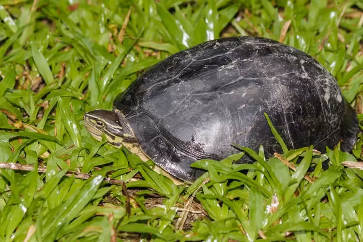 Mai rùa gồ cao, nhẵn, dài khoảng 20 cm, có màu xám đen. Yếm gồm hai mảnh cử động được, màu vàng. Mai hình vòm giống như cái mũ bảo hiểm có màu xám đậm đến đen. Yếm màu vàng và thường có những chấm đen trên từng tấm yếm cùng với tấm bản lề cho phép rùa có thể đóng kín cơ thể bên trong mai. Chúng có thể biến mình thành một chiếc hộp kín mít bằng cách rụt đầu, chân vào trong và "đậy nắp" lại.(Ảnh:India Biodiversity Portal)