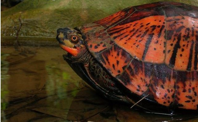 Tuy nhiên số lượng rùa hộp trán vàng ở Việt Nam còn lại rất ít do chúng đẹp nên bị săn lùng ráo riết. (Ảnh: blogspot)