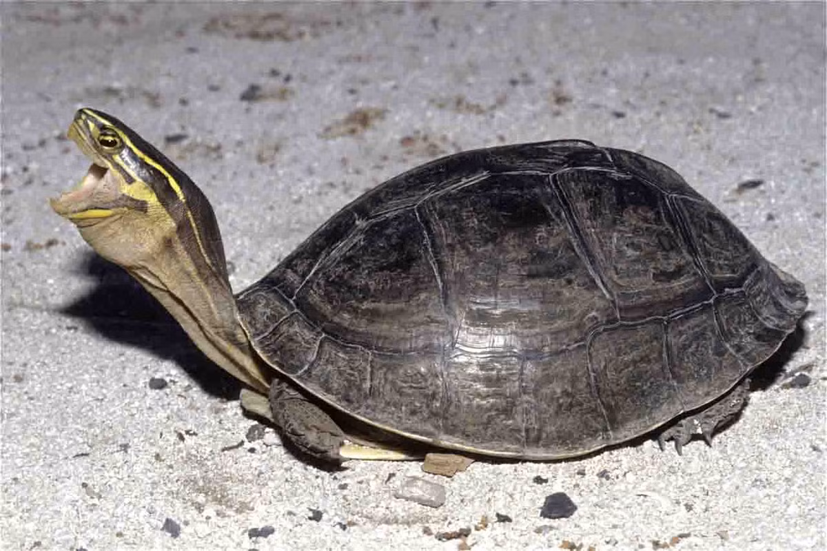 Chúng hiện là động vật quý hiếm, nằm trong danh sách các loài động vật cần được bảo tồn.(Ảnh:Tortoise and Freshwater Turtle Specialist Group)