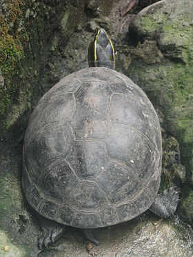 Rùa hộp lưng đen hay còn gọi là rùa hộp Đông Nam Á hay rùa hộp Mã Lai là một phân loài của loài rùa hộp Cuora amboinensis. (Ảnh:wikipedia)