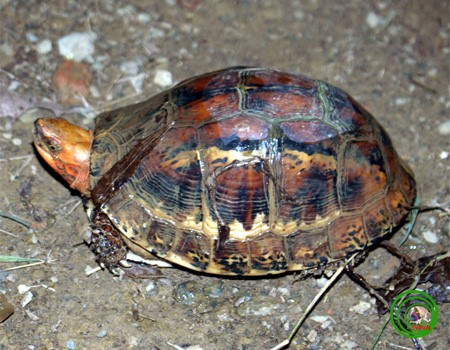 Rùa hộp trán vàng sở hữu chiếc yếm đặc biệt gồm hai mảnh có thể cử động được, trong đó nửa yếm phía trước có thể khép kín lại được khi đầu thụt vào trong mai. (Ảnh: vncreatures)