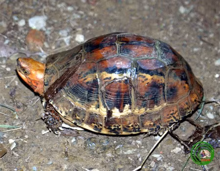 Rùa hộp trán vàng sở hữu chiếc yếm đặc biệt gồm hai mảnh có thể cử động được, trong đó nửa yếm phía trước có thể khép kín lại được khi đầu thụt vào trong mai. (Ảnh: vncreatures)