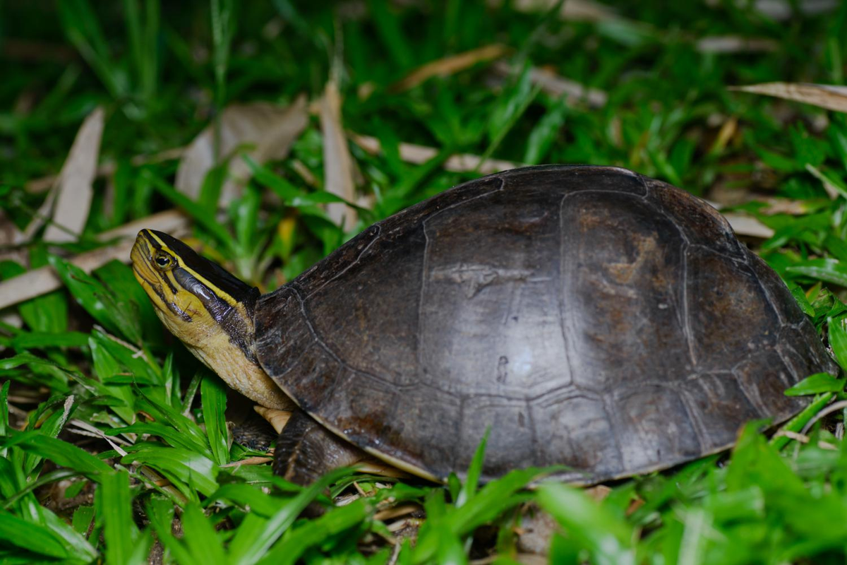 Rùa hộp lưng đen là phân loài cỡ trung bình, Hai bên đầu có 3 đôi sọc màu vàng. Đầu và cổ có các sọc vàng. Có một sọc vàng nổi bật kéo dài từ cổ đến mũi, phía trên mắt. Các đường sọc từ hàm và mắt ghép lại với nhau ở phía tai trước khi chạy dài xuống phần cổ phía dưới. Con non có đặc điểm tương tự như con trưởng thành.(Ảnh:Thai National Parks)