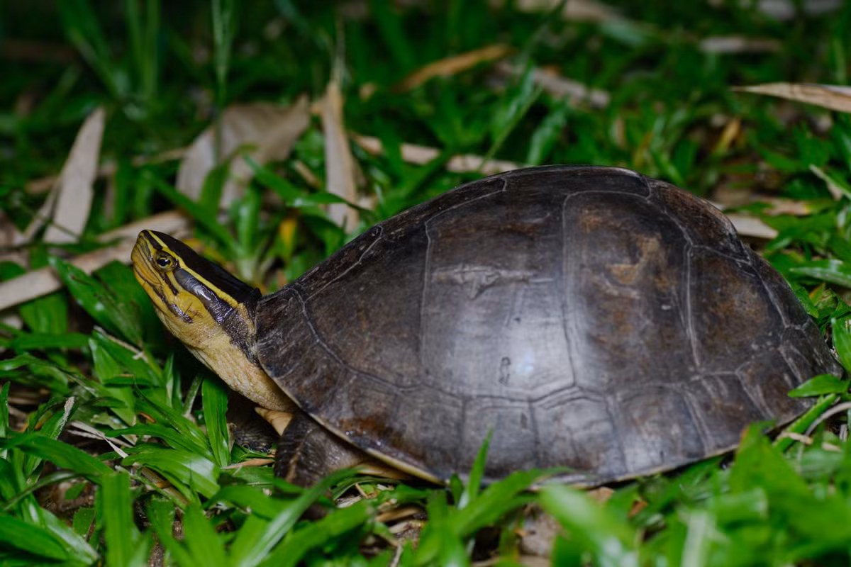 Rùa hộp lưng đen là phân loài cỡ trung bình, Hai bên đầu có 3 đôi sọc màu vàng. Đầu và cổ có các sọc vàng. Có một sọc vàng nổi bật kéo dài từ cổ đến mũi, phía trên mắt. Các đường sọc từ hàm và mắt ghép lại với nhau ở phía tai trước khi chạy dài xuống phần cổ phía dưới. Con non có đặc điểm tương tự như con trưởng thành.(Ảnh:Thai National Parks)