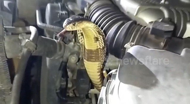 Tại Thái Lan, hàng năm có 7.000 người được điều trị vì rắn cắn, với 30 ca tử vong, trong đó rắn hổ mang là loài nguy hiểm nhất. (Ảnh: Người đưa tin)