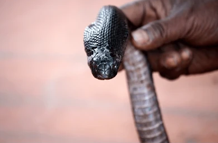 Rắn hổ mang là một phần không thể thiếu của hệ sinh thái. Việc hiểu rõ về tập tính và đặc điểm của chúng không chỉ giúp con người tránh được những tai nạn đáng tiếc mà còn góp phần bảo vệ và duy trì sự đa dạng sinh học. (Ảnh: Shutterstock)