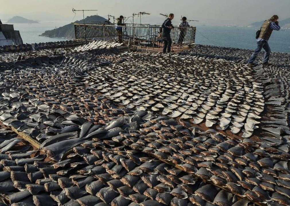 Tuy nhiên, việc thực hiện ý tưởng này không dễ dàng, có thể gây ra nhiều hệ lụy về dân số, lương thực và kinh tế. (Ảnh:Stacker)