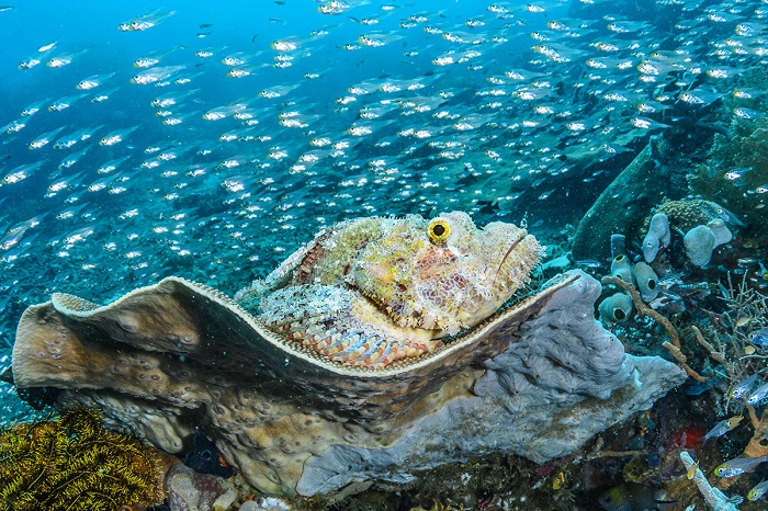 Đa dạng sinh học có giá trị kinh tế lớn, với khoảng 577 tỷ đô la Mỹ trong vụ mùa toàn cầu phụ thuộc vào thụ phấn từ côn trùng. (Ảnh:Môi trường Du lịch)