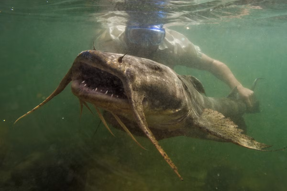 Cá chiên có kích thước khổng lồ, có thể đạt chiều dài gần 2 mét và cân nặng lên tới gần 100 kg. Chúng có miệng rất cứng, đầu to và phẳng, răng sắc nhọn như lưỡi dao cạo, và cơ thể mượt mà, bóng loáng. Loài cá này thích nghi tốt với môi trường sống khắc nghiệt, ẩn náu trong những hang động sâu và hốc đá giữa dòng nước chảy xiết.(Ảnh: Toquoc.vn)