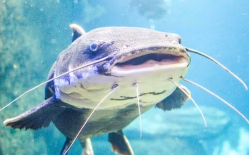 Cá chiên được người dân sống quanh sông Đà miêu tả như một loài "quái vật" hung tợn và đáng sợ. Trong ký ức của người bản địa, cá chiên không chỉ là một loài cá lớn mà còn là một kẻ săn mồi nguy hiểm, chuyên ăn thịt người. (Ảnh: Nghệ An 24h)