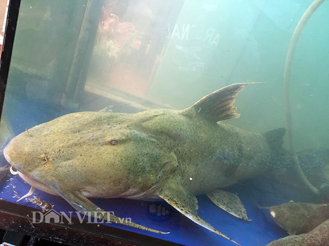 Ông Ngô Văn Tám, một lão ngư với 40 năm kinh nghiệm trên sông Đà, từng kể lại một lần nghênh chiến với "quái vật" này. Ông sử dụng chiếc lao đồng ba ngạnh để đánh bắt một con cá chiên nặng 94 kg, dài hơn 3 mét. Trận đánh vật kéo dài cả buổi chiều mới "dìu" được con cá lên bờ, khiến ông và những bạn chài khác không thể quên.(Ảnh: Dân Việt)