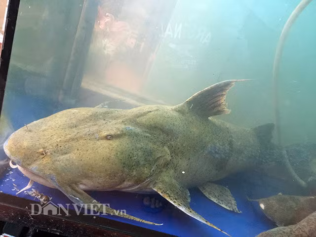 Ông Ngô Văn Tám, một lão ngư với 40 năm kinh nghiệm trên sông Đà, từng kể lại một lần nghênh chiến với "quái vật" này. Ông sử dụng chiếc lao đồng ba ngạnh để đánh bắt một con cá chiên nặng 94 kg, dài hơn 3 mét. Trận đánh vật kéo dài cả buổi chiều mới "dìu" được con cá lên bờ, khiến ông và những bạn chài khác không thể quên.(Ảnh: Dân Việt)