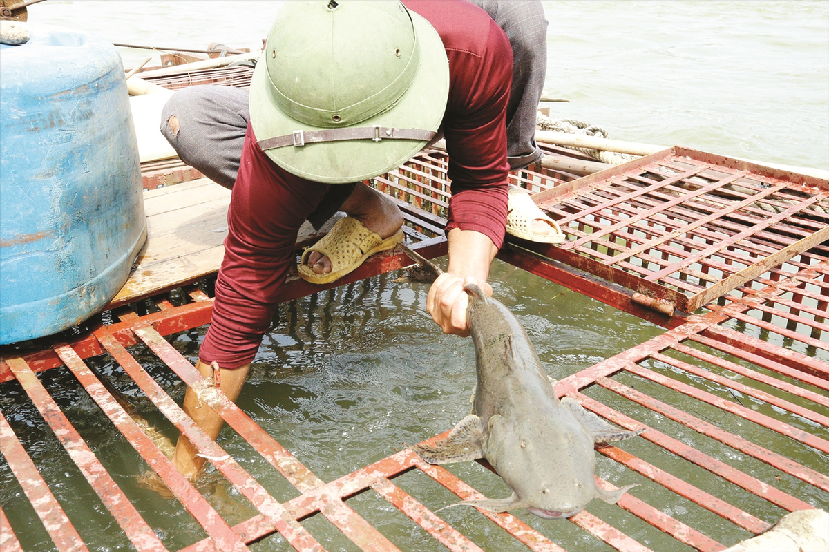 Ngày nay, việc bắt cá chiên trở nên khó khăn hơn nhiều do dòng sông Đà bị ngăn dòng làm thủy điện. Các loài cá chiên, vốn quen sống vùng vẫy nơi sóng xô ghềnh thác, nay phải lượn lờ trong môi trường tĩnh lặng, khiến chúng dễ dàng bị đánh bắt. Nhiều ngư phủ đã chuyển từ đánh bắt tự do sang nuôi cá lồng để đảm bảo hiệu quả kinh tế.(Ảnh: Báo Dân tộc và Phát triển)
