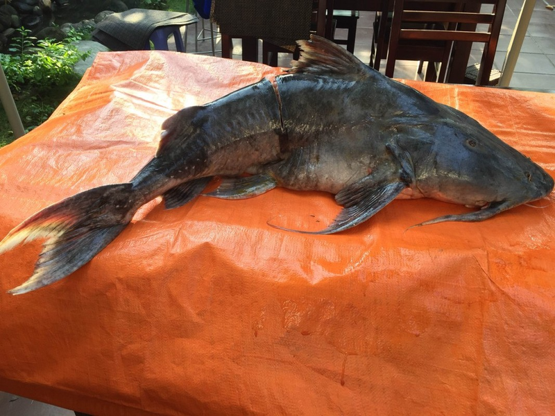 Dù phải đối mặt với nhiều thách thức về môi trường sống và sự săn bắt, cá chiên vẫn là biểu tượng của sự kỳ diệu và phong phú của dòng sông Đà. Việc bảo vệ và duy trì sự tồn tại của loài cá này không chỉ là bảo vệ một loài cá quý mà còn là gìn giữ một phần lịch sử và văn hóa đặc sắc của vùng Tây Bắc Việt Nam.(Ảnh: ANTĐ)