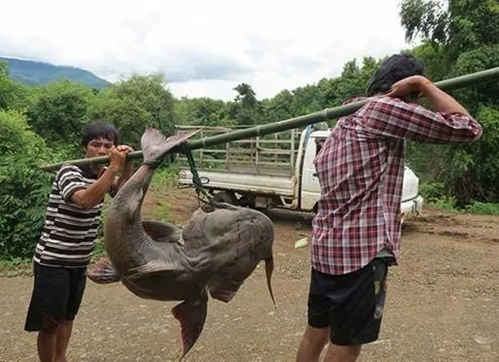 Truyền thuyết kể rằng, vào mùa lũ, khi dòng sông Đà cuồn cuộn sóng nước, cá chiên sẽ kéo đến những vùng nước xoáy để săn mồi. Những câu chuyện kể về việc cá chiên xâu xé xác người chết đuối, biến cả một khúc sông thành nơi dậy sóng, đã trở thành nỗi ám ảnh của người dân vùng này.(Ảnh: 24h.com)
