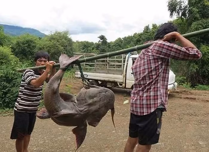 Truyền thuyết kể rằng, vào mùa lũ, khi dòng sông Đà cuồn cuộn sóng nước, cá chiên sẽ kéo đến những vùng nước xoáy để săn mồi. Những câu chuyện kể về việc cá chiên xâu xé xác người chết đuối, biến cả một khúc sông thành nơi dậy sóng, đã trở thành nỗi ám ảnh của người dân vùng này.(Ảnh: 24h.com)