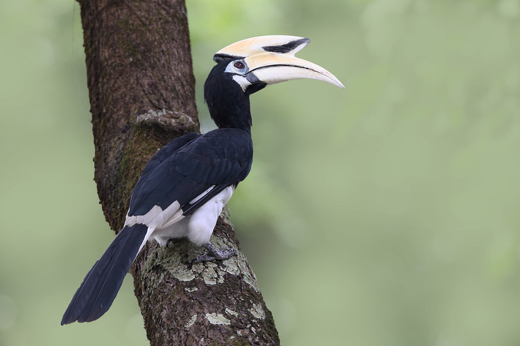 Loài chim này phân bố rộng rãi từ Tiểu Lục địa Ấn Độ đến khắp Đông Nam Á. (Ảnh: Flickr)