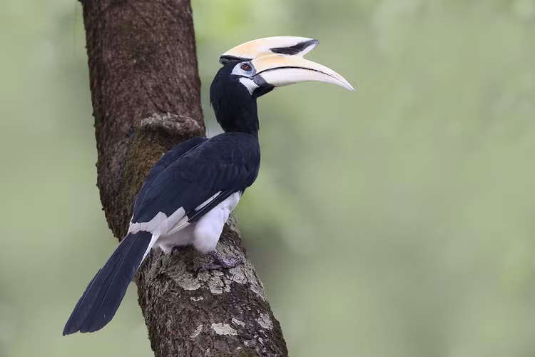 Loài chim này phân bố rộng rãi từ Tiểu Lục địa Ấn Độ đến khắp Đông Nam Á. (Ảnh: Flickr)