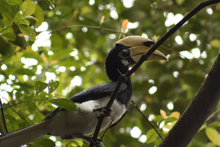 Không chỉ có giá trị sinh thái, cao cát bụng trắng còn có ý nghĩa văn hóa và khoa học. Chúng thường xuất hiện trong các câu chuyện dân gian và là đối tượng nghiên cứu quan trọng trong các dự án bảo tồn. (Ảnh: Thai National Parks)