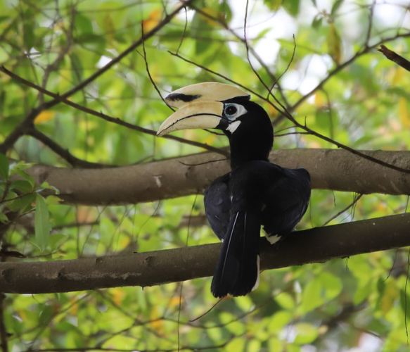 Cao cát bụng trắng là một loài chim quý hiếm và đẹp đẽ. Việc hiểu rõ hơn về loài chim này không chỉ giúp con người bảo vệ chúng mà còn góp phần vào việc duy trì sự đa dạng sinh học trên Trái đất. (Ảnh: Observation.org)