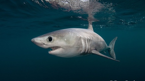 Cá mập porbeagle (Lamna nasus) là một loài cá mập thuộc họ Lamnidae, nổi tiếng với khả năng săn mồi đỉnh cao và sức mạnh vượt trội. Chúng phân bố rộng rãi ở các vùng biển lạnh và ôn đới của Bắc Đại Tây Dương và Nam Bán Cầu.(Ảnh: The Wildlife Trusts)