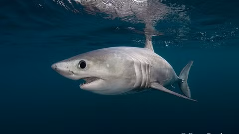 Cá mập porbeagle (Lamna nasus) là một loài cá mập thuộc họ Lamnidae, nổi tiếng với khả năng săn mồi đỉnh cao và sức mạnh vượt trội. Chúng phân bố rộng rãi ở các vùng biển lạnh và ôn đới của Bắc Đại Tây Dương và Nam Bán Cầu.(Ảnh: The Wildlife Trusts)