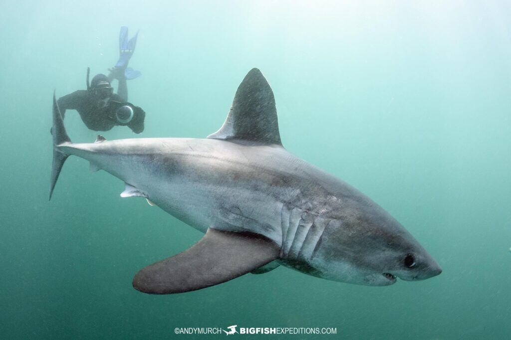 Cá mập porbeagle có thể đạt chiều dài lên đến 3,7 mét và nặng khoảng 230 kg. Chúng có thân hình chắc nịch, với phần giữa cơ thể rất dày và thuôn dần về phía đuôi. Màu sắc của chúng thường là xám ở phía trên và trắng ở phía dưới, với một đốm trắng đặc trưng ở gốc vây lưng thứ nhất.(Ảnh: Big Fish Expeditions)